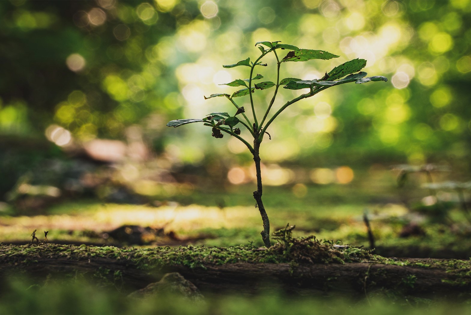 Book en gratis samtale